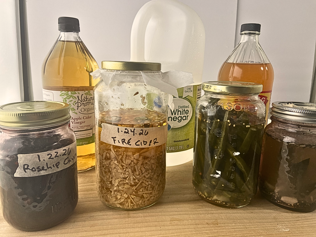 Bottles of Apple Cider Vinegar, jug of white vinegar, and jars of rosehip oxymel, fire cider, pickled stringbeans and pickled cucumber in brine.