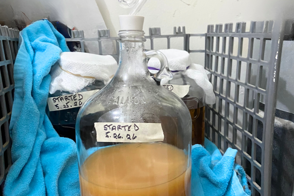 Apple cider fermenting in a two-gallon jug with an airlock aiding in the escape of carbon dioxide during fermentation